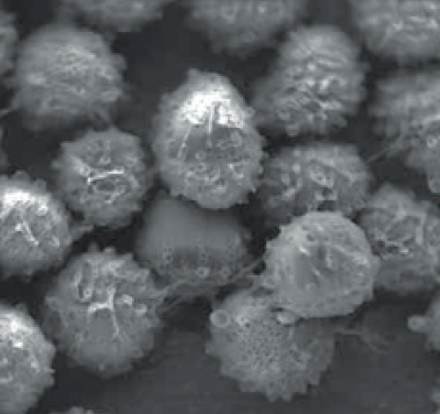 Споры 2 мкм.png