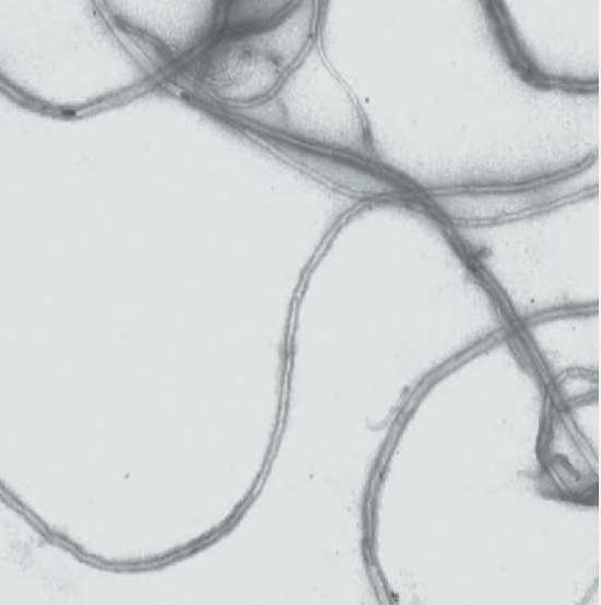 Углеродные нанотрубки, 50 нм.png