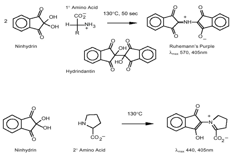 Нингидриновый метод.PNG