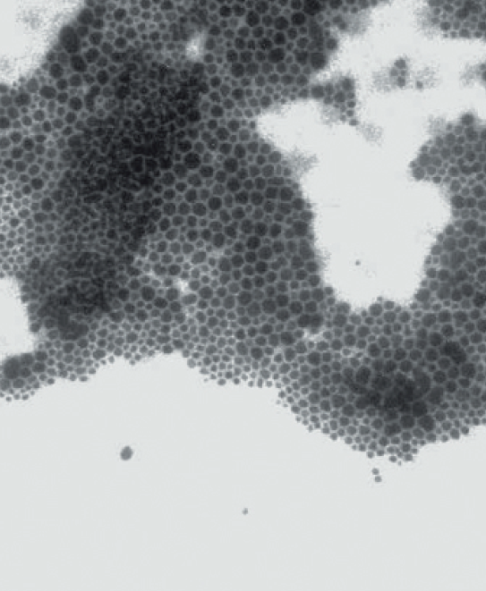 Наночастицы оксида железа, 50 нм.png