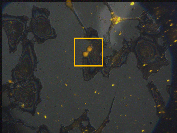 Optical & Fluorescent Overlap.jpg