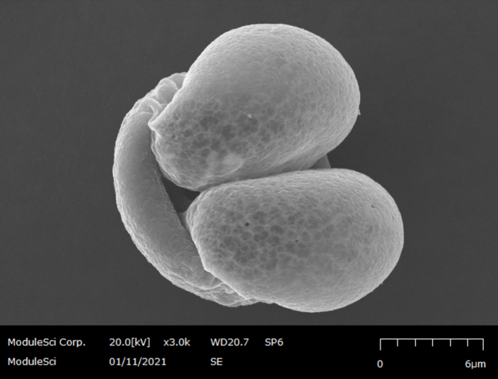 pine flower powder.jpg