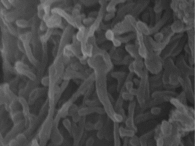 SEM 50,000 times.png