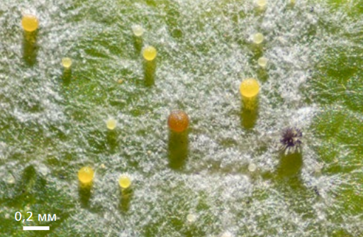 image009.png