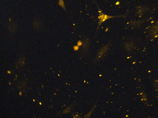 Fluorescent image.png