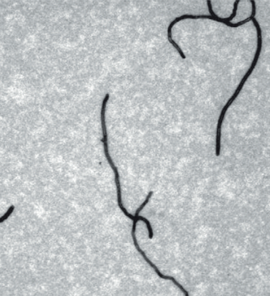 Углеродные нанотрубки, 50 нм.png