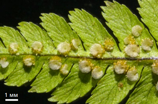 image013.png