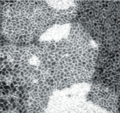 Yb Наночастицы 50 нм.png