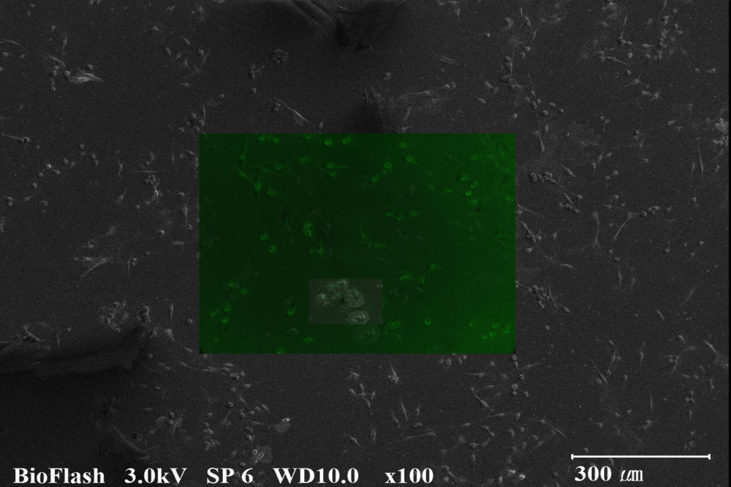 HeLa cell fluorescence optical overlap.jpg
